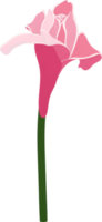 ilustração desenhada de mão de flor de gengibre de tocha rosa. png