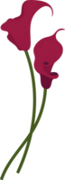 Red calla lily flower hand drawn illustration. png