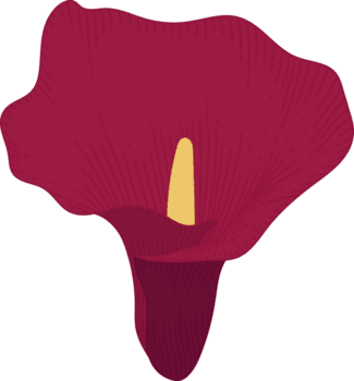 röd calla lilja blomma handritad illustration. png
