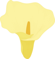 Yellow calla lily flower hand drawn illustration. png