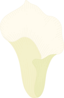 White calla lily flower hand drawn illustration. png