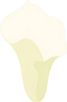 vit calla lilja blomma handritad illustration. png