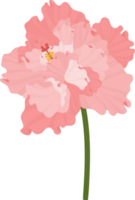 fleur d'hibiscus rose illustration dessinée à la main. png