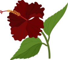 ilustración de dibujado a mano de flor de hibisco rojo. png