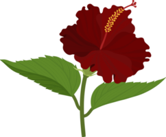 fleur d'hibiscus rouge illustration dessinée à la main. png