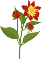 Orange dahlia flower hand drawn illustration. png