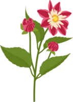 Red dahlia flower hand drawn illustration. png