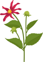 Red dahlia flower hand drawn illustration. png