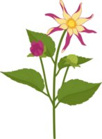 roze dahlia bloem hand getekende illustratie. png