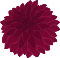 illustration dessinée à la main de fleur de dahlia rose foncé. png