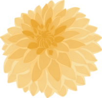 Yellow dahlia flower hand drawn illustration. png