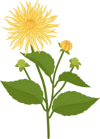 gul dahlia blomma handritad illustration. png