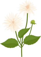 witte dahlia bloem hand getekende illustratie. png