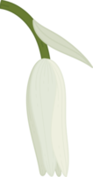 Bluebell flower hand drawn illustration. png