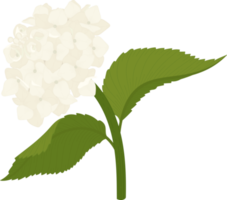vit hortensia blomma illustration. png