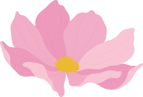 illustration dessinée à la main de fleur de cosmos rose. png