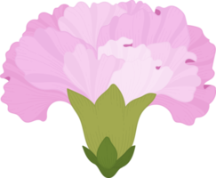 illustration dessinée à la main de fleur d'oeillet rose. png