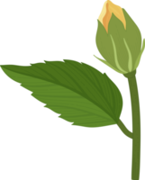 ilustración de dibujado a mano de flor de hibisco naranja. png