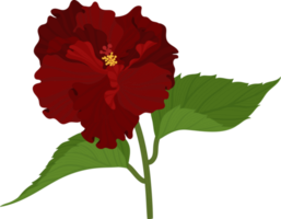 Red Hibiscus flower hand drawn illustration. png