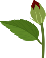 Red Hibiscus flower hand drawn illustration. png
