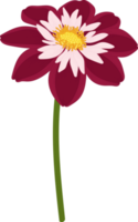 mörkrosa dahlia blomma handritad illustration. png