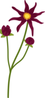 Dark pink dahlia flower hand drawn illustration. png