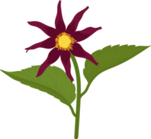 mörkrosa dahlia blomma handritad illustration. png