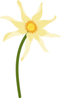 Yellow dahlia flower hand drawn illustration. png