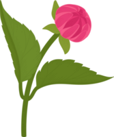 illustrazione disegnata a mano del fiore della dalia rosa. png