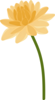 Yellow dahlia flower hand drawn illustration. png