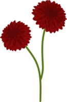 Red dahlia flower hand drawn illustration. png