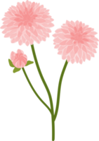 Pink dahlia flower hand drawn illustration. png