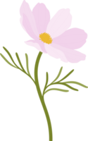 illustration dessinée à la main de fleur de cosmos rose. png