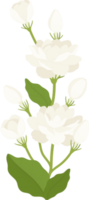 Bouquet of jasmine flower illustration. png