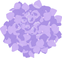 Purple hydrangea flower illustration. png