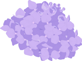 ilustración de flor de hortensia púrpura. png