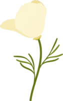 ilustración de dibujado a mano de flor de amapola de california blanca. png