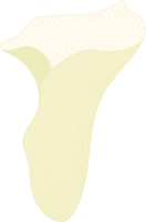 witte calla lelie bloem hand getekende illustratie. png