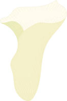 White calla lily flower hand drawn illustration. png