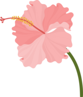 illustrazione disegnata a mano del fiore di ibisco rosa. png