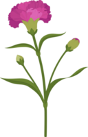 purple carnation flower hand drawn illustration. png