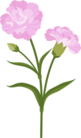 illustration dessinée à la main de fleur d'oeillet rose. png