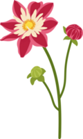 röd dahlia blomma handritad illustration. png