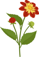 Orange dahlia flower hand drawn illustration. png