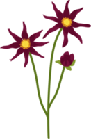 mörkrosa dahlia blomma handritad illustration. png