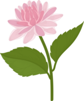 rosa dahlia blomma handritad illustration. png