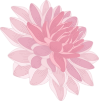 Pink dahlia flower hand drawn illustration. png