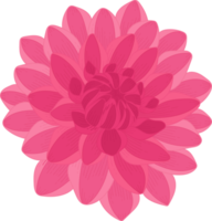 ilustração desenhada de mão rosa dália flor. png