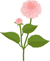 illustration dessinée à la main de fleur de dahlia rose. png