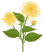 Yellow dahlia flower hand drawn illustration. png